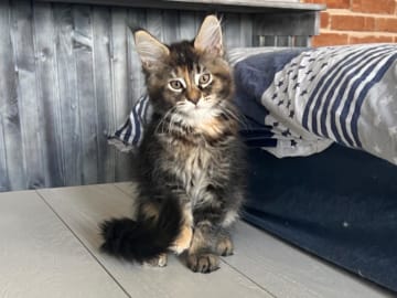Maine Coon · Timmersdala · SE*Catillacs
