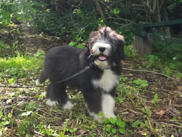 Bearded collie · ängelholm · Beardmarked's