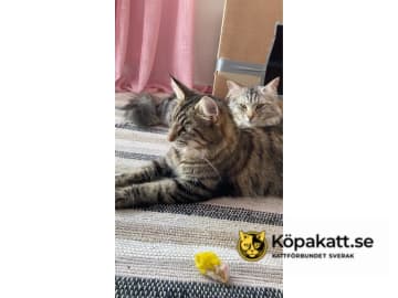 SE*Danzarin Cats