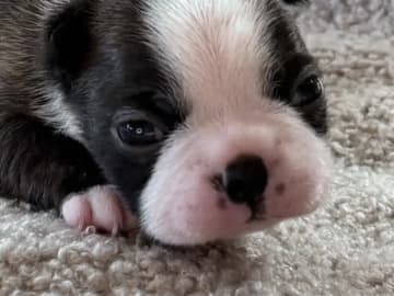 Bostonterrier · Klæbu · Marianne Arntzen