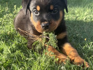 Rottweiler · Karlskoga · Lisabeta M.