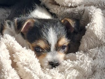 Yorkie malteser shi tzu og chih blanding · Hønefoss · Linda Regine Hauge S.