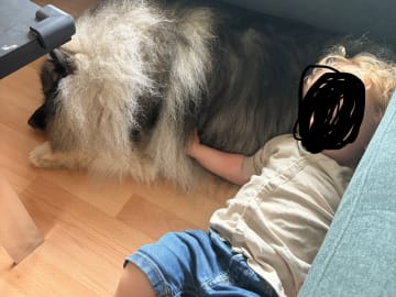 Keeshond · Nordborg · Caroline P.