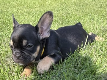 Fransk bulldogg · Knäred · Pontiacbulldogs