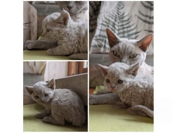 Devon Rex · Filipstad · SE*Älvbrons