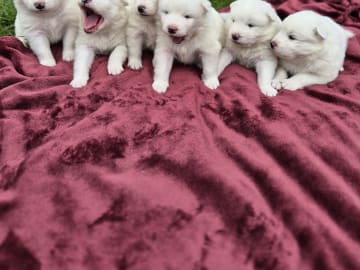 Samojedhund · Billesholm · Jessica O.