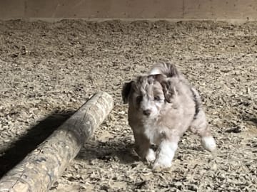 Aussiedoodle · Fredericia · Overgaards hvalpe