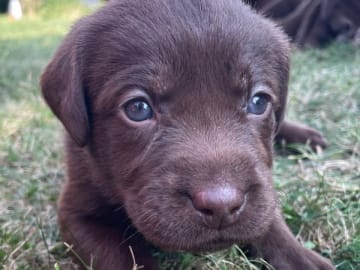 Labrador retriever · Örsundsbro · Storåns kennel
