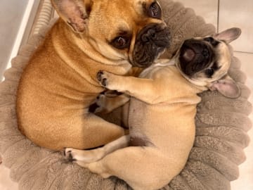 French Bulldog · Ullerslev · Ella Mai Jørgensen