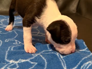 American Staffordshire Terrier · Kista · Patrick Nielsen Amstaff
