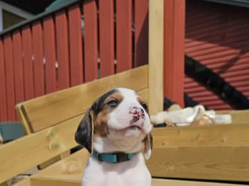 Halden Hound (Haldenstøver) · Tangen · Lykkelosberget