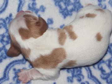 Cavalier king charles spaniel · Säffle · Bernerhagens