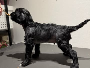 Chinese crested · Rønnede · Stars of Chinapaws