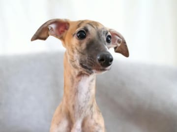 Whippet · Lingbo · Vipplyckans
