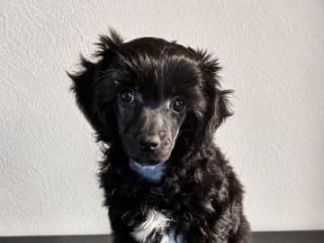 Chinese crested dog · Nordborg · Jette Hellerup Nielsen