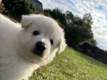 Vit herdehund · Gørlev · Annika Mikkelsen