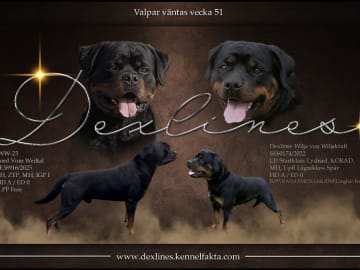 Dexline's