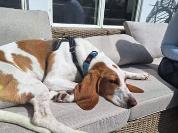 Blue de Gascogne/Basset · Hundvåg · Peter S.