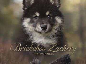 Finsk lapphund · Kolsva · Brickebos
