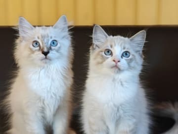 Ragdoll · Vadstena · Skåningstorp