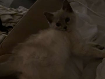 Ragdoll/perser · Hässleholm · Kattunge till salu
