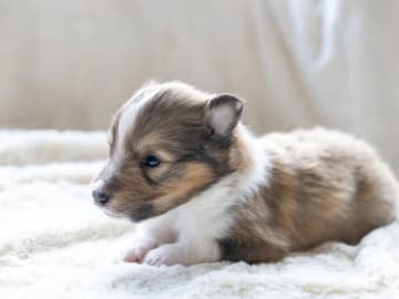 Shetland sheepdog · Oslo · Elizabeth Ann Hartmann