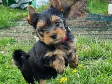Yorkshireterrier · Kopparberg · Gacrux