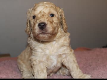 Dalkullas labradoodle