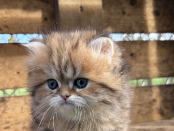 Brittiskt långhår · Båstad · SE*Lilla Kattmakeriet