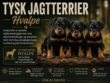 German Hunt Terrier · Aars · Ravndalens