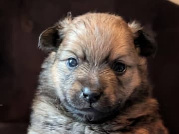 German Spitz – Mittelspitz · Luleå · Dålakungens kennel