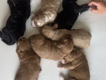 Cockapoo · Fornebu · Kaja F.