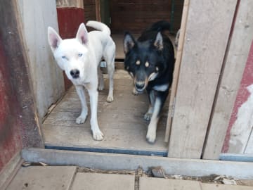 Sibirian husky- Schäfer · Sollefteå · Kenneth J.