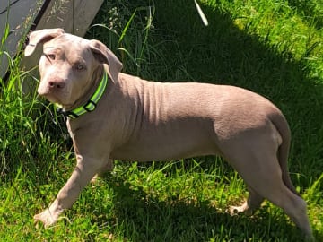 American bully · Torshälla · Privatperson