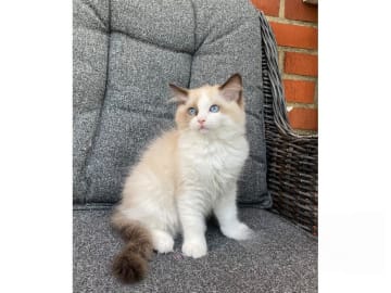 Ragdoll · Svalöv · SE*Lovella’s