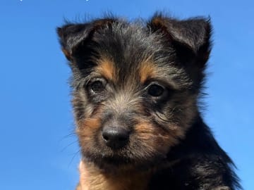Australisk terrier · Røkland · Linn Iris Jansen