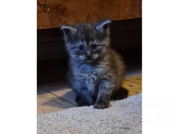 Norsk skogkatt · Huddungeby · S*Mustela's