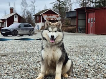Alaskan malamute · Ludvika · Tazlinas