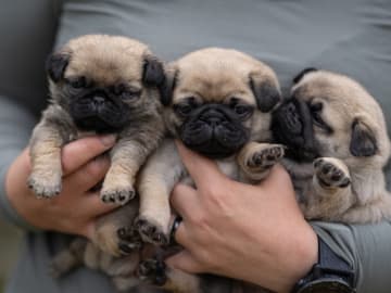 Pug · Linköping · Mixalex