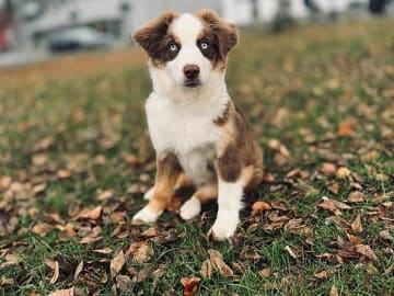 Miniature American Shepherd · Åsnes Finnskog · Lill Bredvold