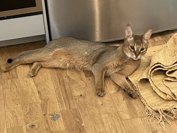 Chausie · Järfälla · Elia Y.