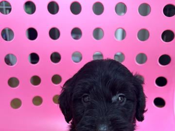 Labradoodle · Vittsjö · Fluffssons