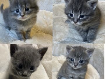 Maine coon / ragdoll / mix · Ursviken · Karin T.
