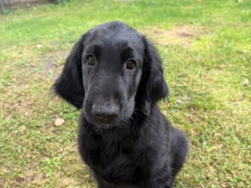 Flat coated retriever · Rånäs · Itans Ljuva