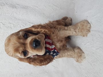 Amerikansk cocker spaniel · Biristrand · Colorcatcher