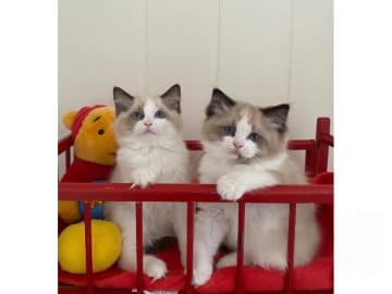 Ragdoll · Svalöv · SE*Lovella’s