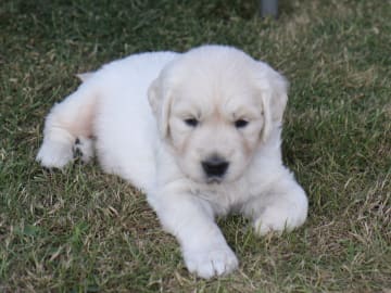 Golden retriever · Torup · Canagold's