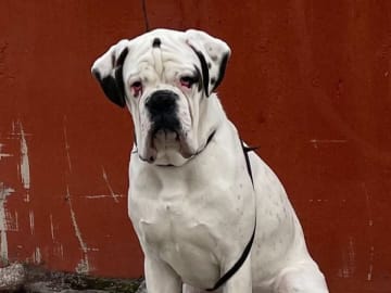 Boxer · Kista · Rubigo