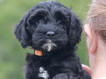 Bernedoodle · Spekeröd · Hagendalens