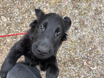 Flat coated retriever · Stockholm · Cacis Junior